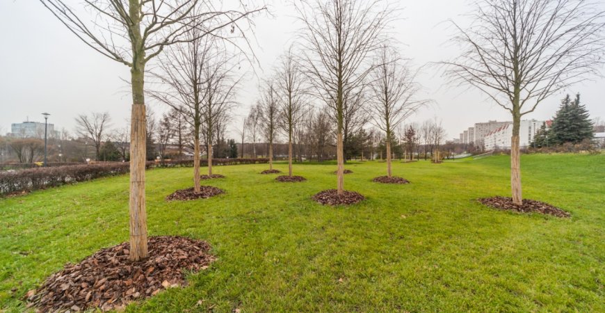 Посадка деревьев и кустарников